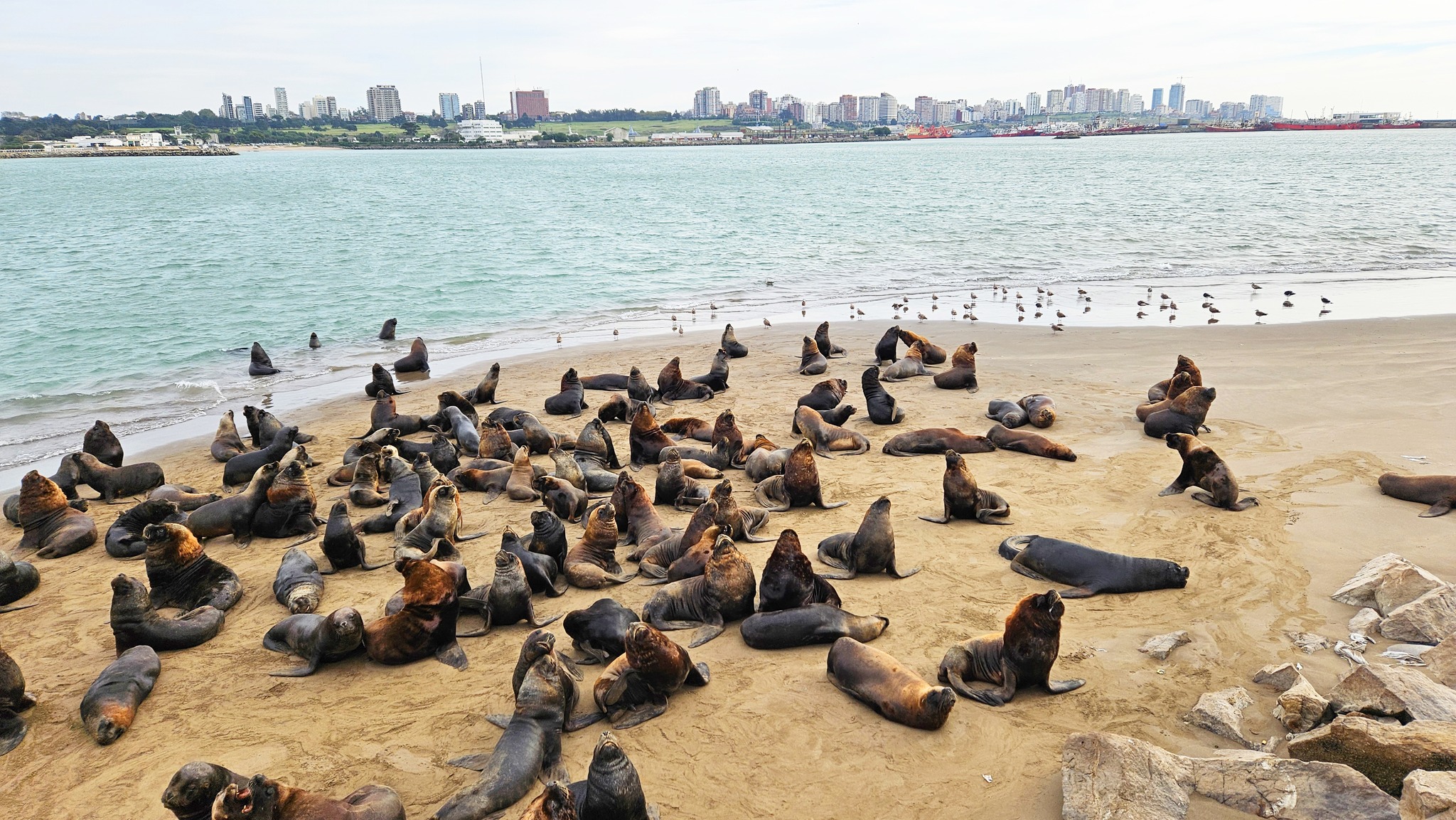 Mar del Plata 11